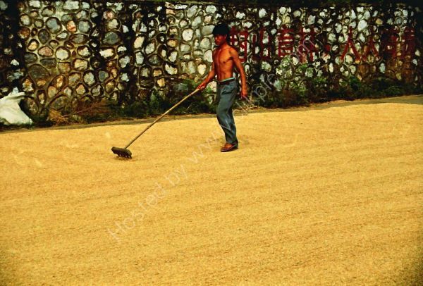 Farmer drying grain on roadside, Countryside, Guilin
